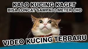 13 meme kucing ini lucu banget bikin gemes campur ngakak lucu me. Kucing Orange Barbar Kucing Oren Pup Di Closet Video Kucing 10 Menit Ngakak Kucing Lucu Lucu Kucing Kucing Vs Air Lucu Kucing Takut Kucing Kucing Lucu Video