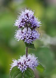 Image result for Mentha