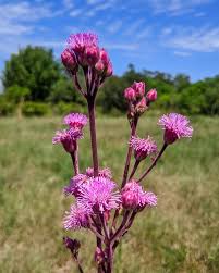 Image result for Campuloclinium macrocephalum