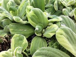 Image result for Pistia