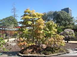 Gorgeous gardens de gsbf bonsai garden at lake merritt. Bonsai Garden At Lake Merritt Oakland Ca Picture Of Gsbf Bonsai Garden At Lake Merritt Oakland Tripadvisor