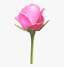 1920 x 1280 file type. Download Single Pink Rose Png Images Background Single Pink Rose Flowers Transparent Png Kindpng