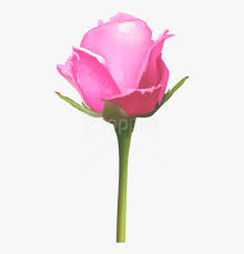 Beautiful rose flower images, photos & pictures free download. Download Single Pink Rose Png Images Background Single Pink Rose Flowers Transparent Png Kindpng