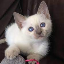 Let us search for you! Siamese And Balinese Kittens In New Jersey Apple Heads Home Facebook
