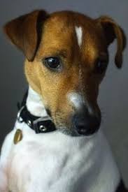 Jack Russell Data Componenttype Modal Pin Jack Russell Dogs Jack Russell Dogs
