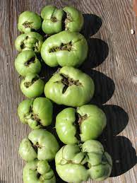 Check spelling or type a new query. The Good The Bad The Ugly Of Tomatoes Catfacing Cumberland Island Journal