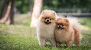 My coat is a stunning brown. Teddy Bear Dog Breeds 20 Adorable Pups With Pictures