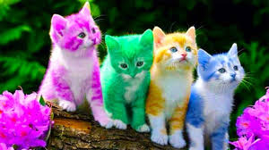 Hp 6 meses sport tv adesao meo: Chu Meo Con Youtube