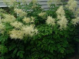 Goatsbeard Aruncus Knecht S Nurseries Landscaping