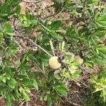 Image result for Diospyros dichrophylla