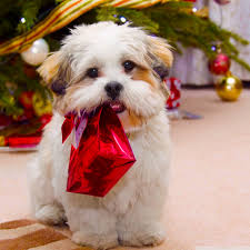 Ipad Christmas Wallpaper Dogs 870186 Hd Wallpaper Backgrounds Download » happy easter background background for ipad 3. ipad christmas wallpaper dogs