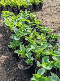 Check spelling or type a new query. Planting A Garden Of Hostas The Martha Stewart Blog