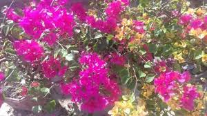 Nama latin bunga bougenville adalah bougainvillea. Bunga Bougenville Bongainvillea Spectabilis Bougenville Flower Bougainvillea Spectabilis Steemit