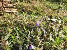 Image result for Hygrophila schulli