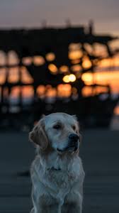 Wallpaper, anjing, lucu, deloiz, wallpaper name : Animals Labrador Dog Muzzle Wallpapers Hd 4k Background For Android Dog Wallpaper Iphone Cute Dog Wallpaper Dog Muzzle