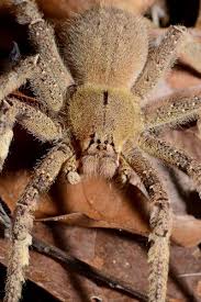 Image result for Fuirena bullifera