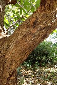 Image result for Sterculia tragacantha