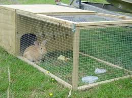 Maybe you would like to learn more about one of these? This Is A Rabbit House Consists Of A Wooden Nest And A Wooden Frame Wire Mesh Run Also A Rabbit Staying In Th Rabbit Cages Rabbit Cages Outdoor Rabbit Hutches