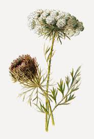 Free Wildflower Clip Art Antique 1895 Digital Graphic Of Carrot Wildflower Clip Art Antique Images Digital Graphics