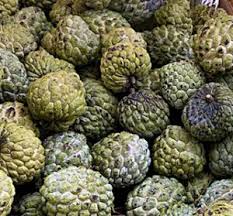Grafted seedlings available for sale! Sugar Apple Or Atis Production Franchise Business And Entrepreneur