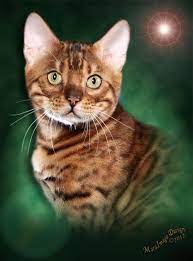 Bengal Kittens For Sale In Georgia Bengal Breeder Of Brown Silver Snow Marbled Varieties Georgia Ga Bengal Kitten Bengal Cat Bengal Kittens For Sale