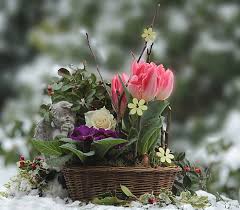 Thinking of winter garden plants usually makes me imagine snow dusted evergreens and dead twigs. Winter Flowering Plants In December Garden The Gardening Plot