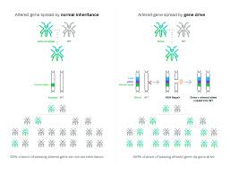 The alteration is due to the insertion of a foreign dna sequence or a gene from a different organism. Gene Drives Explained How To Solve Problems With Crispr