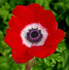 The cyclamen won over by a small margin over the anemone coronaria (6,509 compared with 6,053 votes) in a poll conducted among visitors of the popular israeli website ynet. Anemone Coronaria Wikiwand