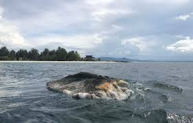 (studi kasus di desa mekar kecamatan soropia). Paus Membusuk Di Pantai Wisata Bokori Mongabay Co Id Mongabay Co Id