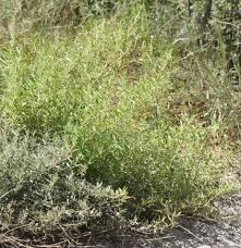 Image result for Hermannia parvula