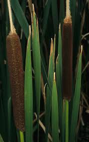 Image result for Typha capensis
