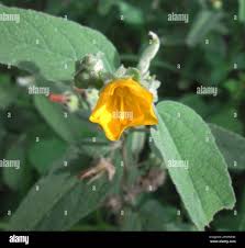 Image result for Melhania acuminata