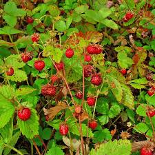Image result for Fragaria vesca