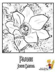 Great mouse practice for toddlers, preschool kids, and elementary students. South Dakota State Flower Coloring Page Pasque Flower Coloring Home