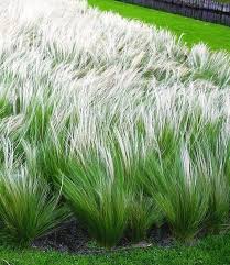 Sonniger Balkon Federgras Stipa Garten Pflanzen Garten Ziergras