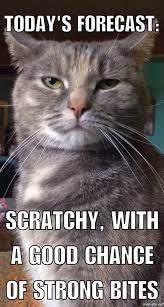 Cat Memes New Cat Memes Compilation Kitty Memes Funny Cat Memes Kitten Memes Funny Cat Memes Cute Animal Memes Cat Memes
