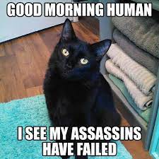 Hilarious Cat Memes To Make You Lol