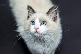Tusentals nya, högkvalitativa bilder läggs till varje dag. What To Do If Your Cat Has Bumps On His Skin Canna Pet