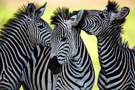 Zebra facts and information for kids and adults. Zebra Stripes Are Zebras Black With White Stripes Or White With Black Stripes