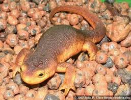 Image result for california newts