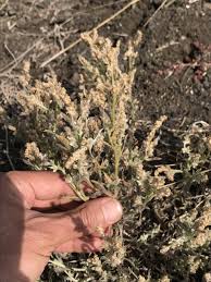 Image result for Gnaphalium polycaulon