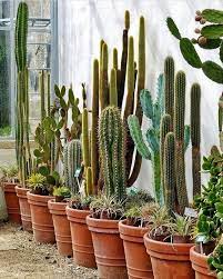 Cactus plants can get prickly when repotting them. Pin By Sp C On Best Succulent Landscapes Cactus House Plants Cactus Plants Indoor Cactus Plants