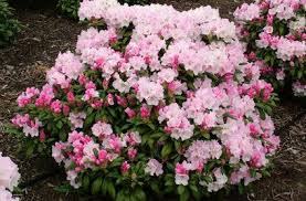 Rhododendron Crete Rhododendron Beautiful Gardens Plants