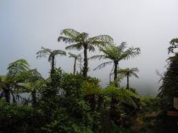 Image result for Cyatheaceae