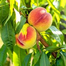 Image result for Prunus persica