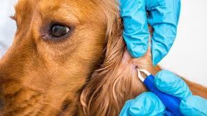 Can dogs eat portabella mushrooms. Can Dogs Eat Mushrooms Here S Everything You Need To Know Pawlicy Advisor
