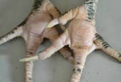 Udah cari2 kemana2 untuk pesan ayam jago sebuah taktik untuk melahirkan jenis ayam petarung paling unggul. Ciri Ayam Bangkok Beringas Yang Dapat Membuat Lawan Keok Dalam Hitungan Menit Bangkokterbaik