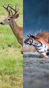 Deer vs Tiger: Who has a better top speed?