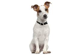 Pet stores selling dogs in pa jan 31, 2019 jan 31, 2019; Feist Puppies For Sale In Union City New Jersey Adoptapet Com