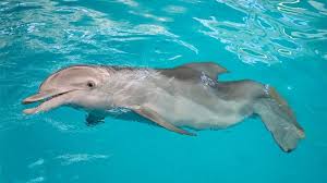 The life expectancy of dolphins in the wild is 40 or even 50 years (reduced by about half in captivity). Winter The Dolphin Clearwater Marine Aquarium